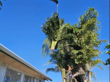 Palm crown being lifted out of a tight backyard by a hiab crane