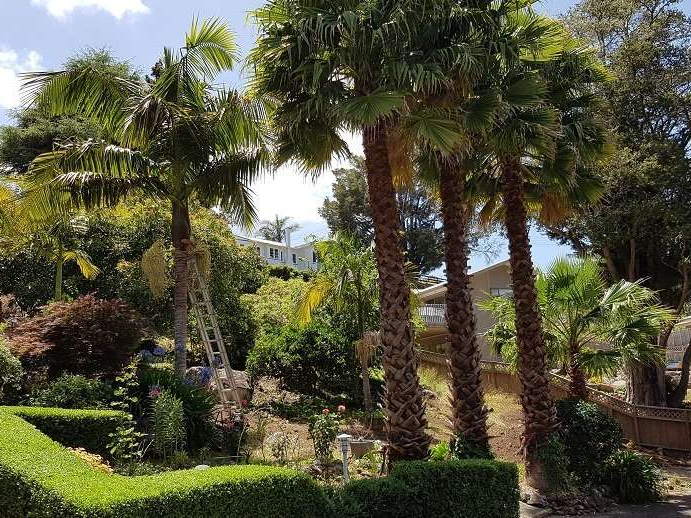 Fan palms and a king palm in a garden, ready for their dead fronds and seed heads to be cut out